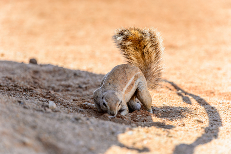 Close view of a cute suricate in Namibiaの写真素材