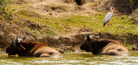 Two bulls on the coast of the river and a pelican near themの写真素材