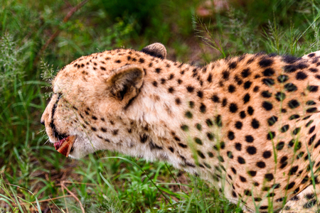 Cheetah at the Naankuse Wildlife Sanctuary, Namibia, Africaの写真素材