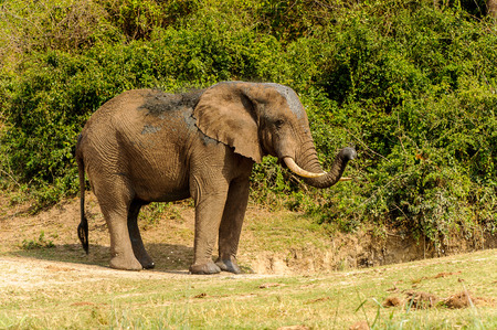 Elephant in Uganda, Africaの写真素材