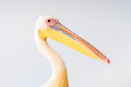 Cute Pelican, Walvis Bay, Namibiaの写真素材