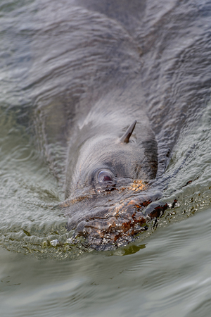Sea lion swimming in the Atlantic ocean, Walvis Bay, Namibiaの写真素材