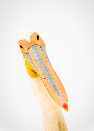 Close view of pelican in Namibiaの写真素材