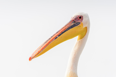 Portrait of a Pelican, Walvis Bay, Namibiaの写真素材