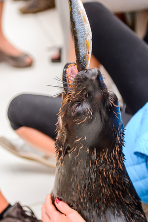 Sea lion on a boat, Walvis Bay, Namibiaの写真素材