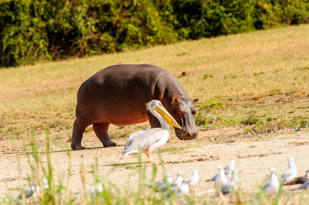 Hippopotamus in Uganda, Africaの写真素材