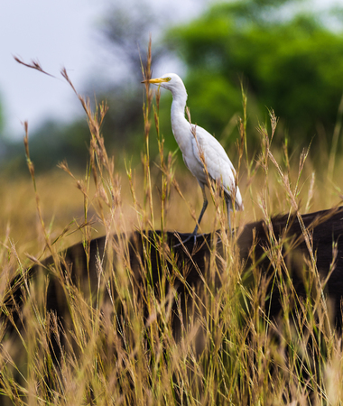 Beautiful stork on the buffalo's backの写真素材