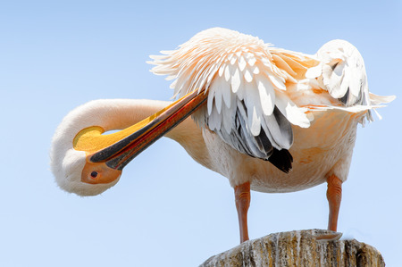 Pelican close up, Walvis Bay, Namibiaの写真素材