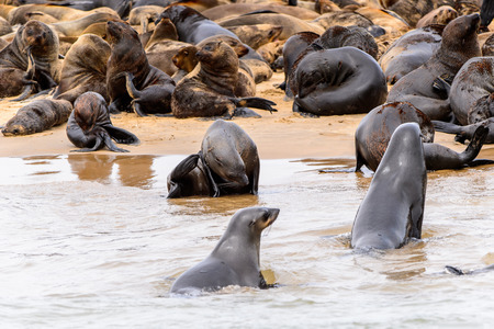 Flock of the Sea lions on the coast of the Atlantic Ocean, Namibiaの写真素材