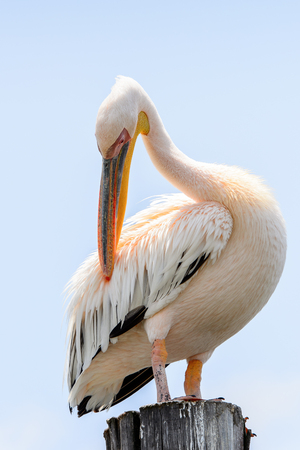 Pelican close up, Walvis Bay, Namibiaの写真素材