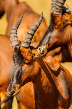 Close view of the antelope with huge hornsの写真素材