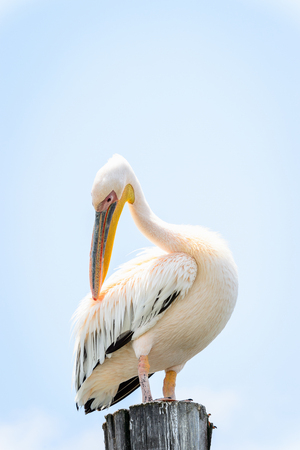 Pelican close upの写真素材