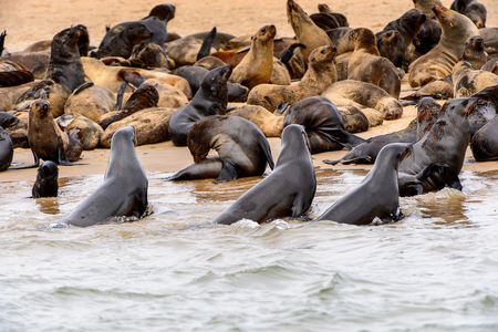 Group of the Sea lions on the coast of the Atlantic Ocean, Namibiaの写真素材