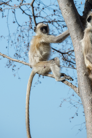 Monkeys on in the Reserve of Ranthambor in India
