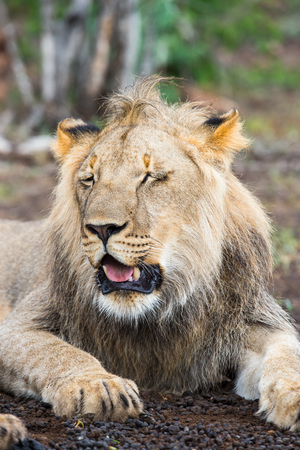Portrait of a lion in Zimbabwe, Africaの写真素材