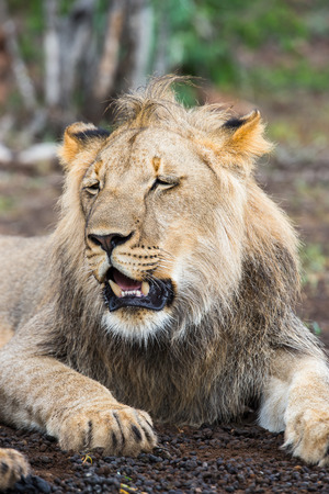 Portrait of a lion in Zimbabwe, Africaの写真素材