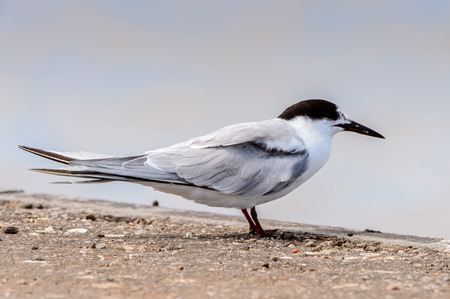 Albatross of the Walvis Bay, Atlantic Ocean, Namibia