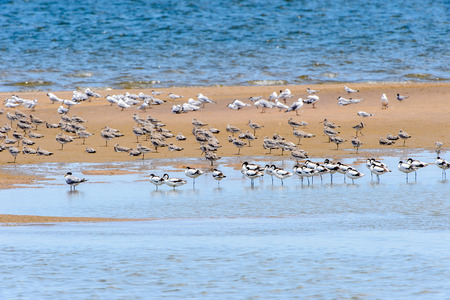Albatross of the Walvis Bay, Namibia