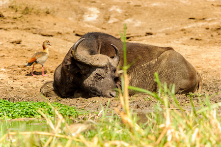 Buffalo sleeps on the coast of the riverの写真素材