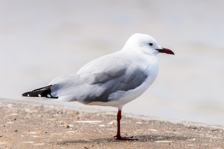 Albatross on a coastline of the Atlantic Ocean,  the Walvis Bay, Namibiaの写真素材