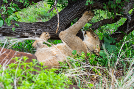 Close view of a lioness in Zimbabwe, Africaの写真素材