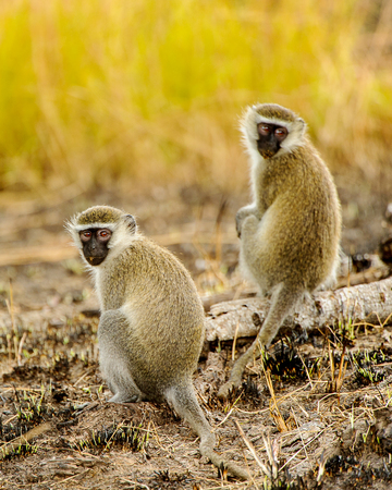 Two African monkeys sit on the fallen tree