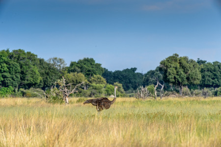 Ostriches in the Moremi Game Reserve (Okavango River Delta), National Park, Botswanaの写真素材