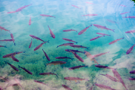 Fish swimming in  the Plitvice lakes area in Croatiaの写真素材