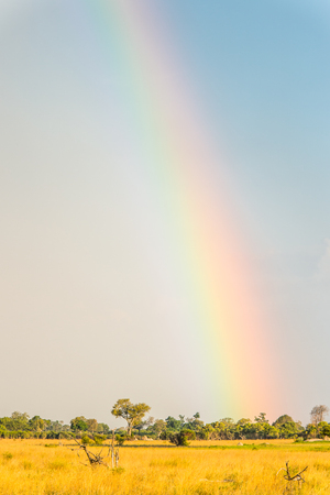 Rainbow at the Okavango Delta (Okavango Grassland), One of the  Seven Natural Wonders of Africa, Botswanaの写真素材
