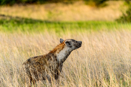 Hyena in the grass in the Moremi Game Reserve (Okavango River Delta), National Park, Botswanaの写真素材
