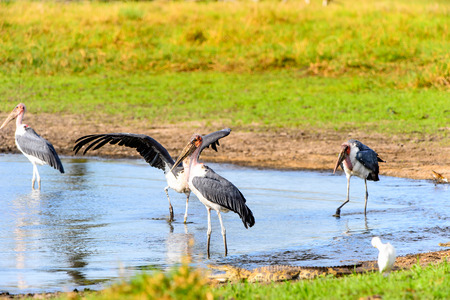 Marabou Stork at the Moremi Game Reserve (Okavango River Delta), National Park, Botswanaの写真素材