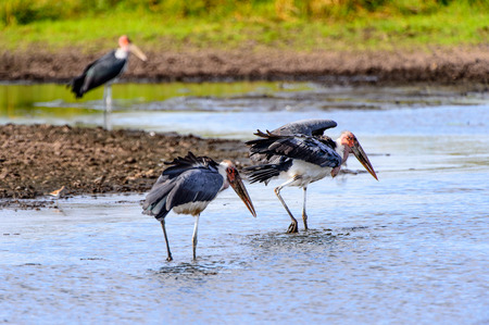 Marabou Stork at the Moremi Game Reserve (Okavango River Delta), National Park, Botswanaの写真素材