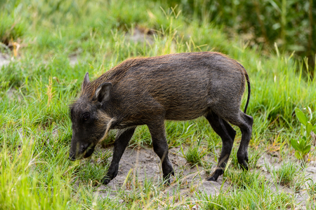 Close view of a Wild boar in the Moremi Game Reserve (Okavango River Delta), National Park, Botswanaの写真素材