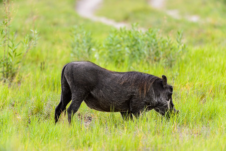 Wild boar eats grass in the Moremi Game Reserve (Okavango River Delta), National Park, Botswanaの写真素材