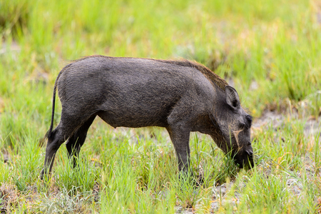 Wild boar eats grass in the Moremi Game Reserve (Okavango River Delta), National Park, Botswanaの写真素材