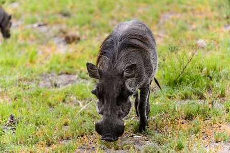 Close view of a Wild boar in the Moremi Game Reserve (Okavango River Delta), National Park, Botswanaの写真素材