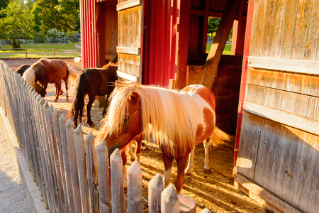 Horses at the farm in Park on the Lake Constance (Bodensee) on the Rhine at the  foot of the Alpsの写真素材