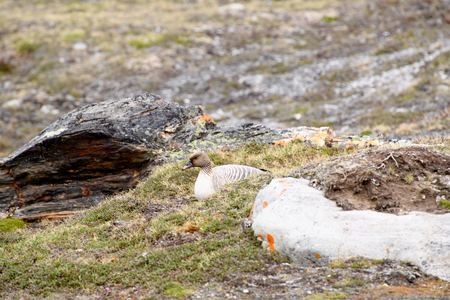 Arctic birdの写真素材
