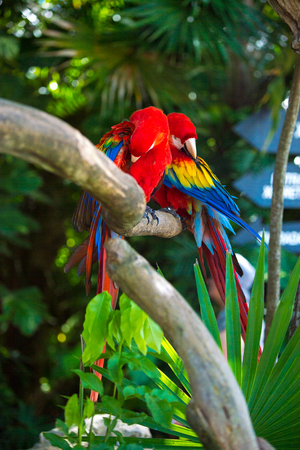 Macau parrot