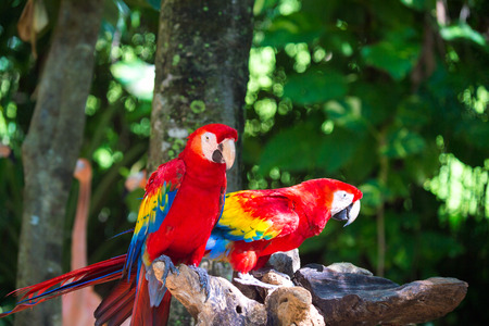 Macau parrot