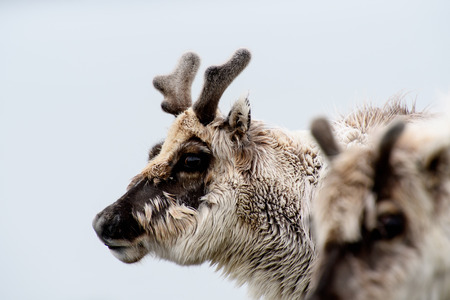 Svalbard reindeer in Spitzbergenの写真素材