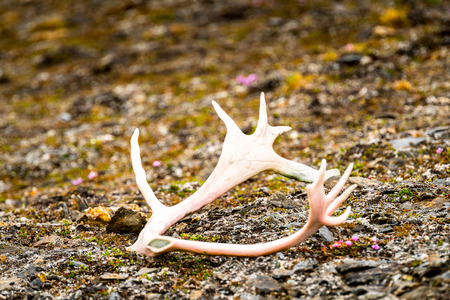 Deer horn on the ground of the Svalbard archipelagoの写真素材