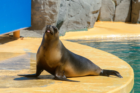 トドの写真素材 イラスト素材 ストックフォトのamanaimages Plus