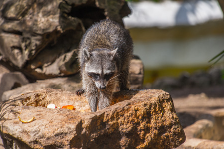 Raccoon on the stone in Mexicoの写真素材