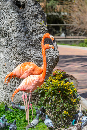 Flamingo in the zooの写真素材