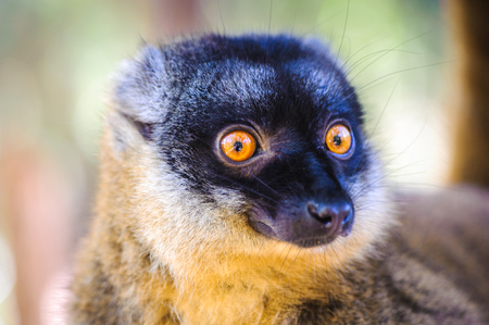 Ð¡ollared brown lemur (Eulemur collaris), also known as the red-collared brown lemur or red-collared lemurの写真素材