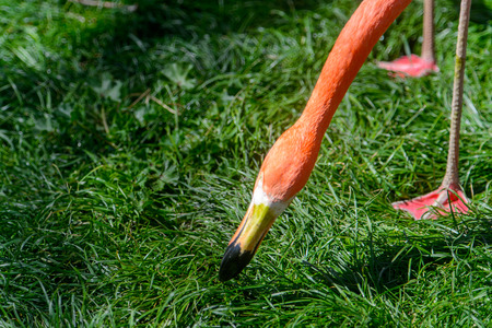 Close up of Flamingo in the zooの写真素材