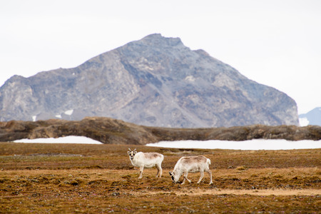 Svalbard reindeerの写真素材