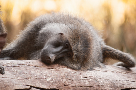 Baboon in Kemya, Africaの写真素材