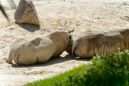 Rhinocero takes a rest in the zoo on the sandの写真素材